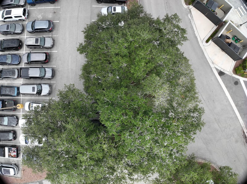 Aerial view of oak tree canopy and parking lot at 9406 Atlantic Blvd, Jacksonville, FL 32225