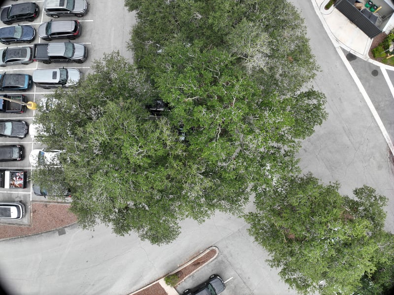 Aerial view of oak tree canopy over drive at 9406 Atlantic Blvd, Jacksonville, FL 32225