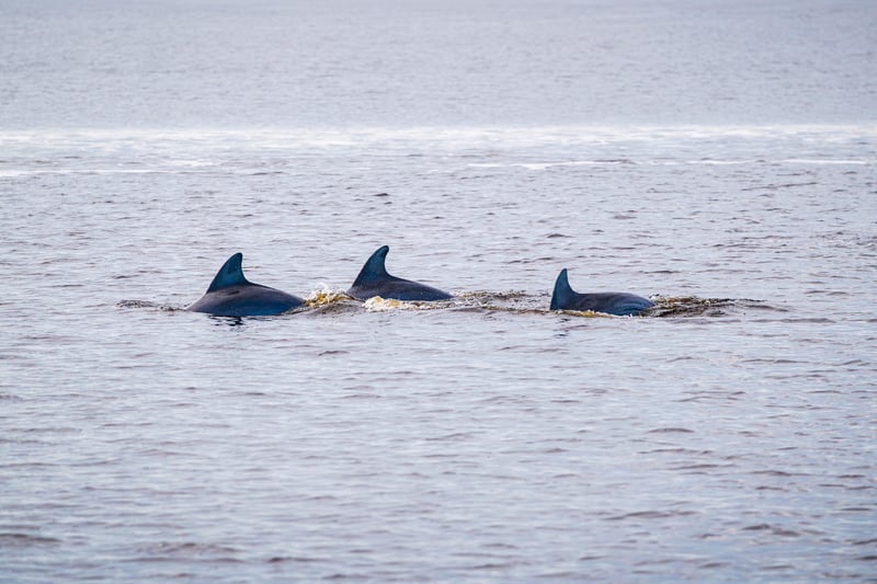 Dolfins at 2761 Harbor Ct, St. Augustine, FL 32084