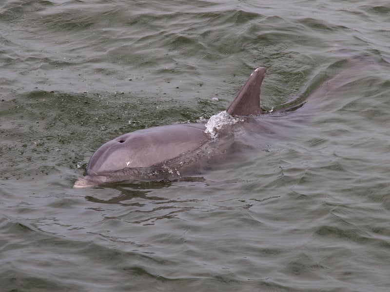 Dolfin at 2761 Harbor Ct, St. Augustine, FL 32084