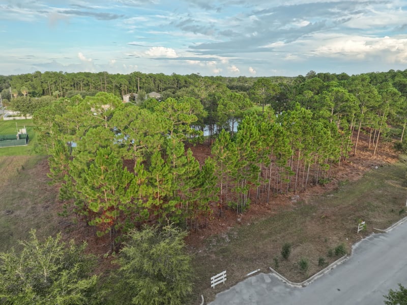 Ground-level view of the pine trees across the parcel at 4900 US-1, St. Augustine, FL 32086