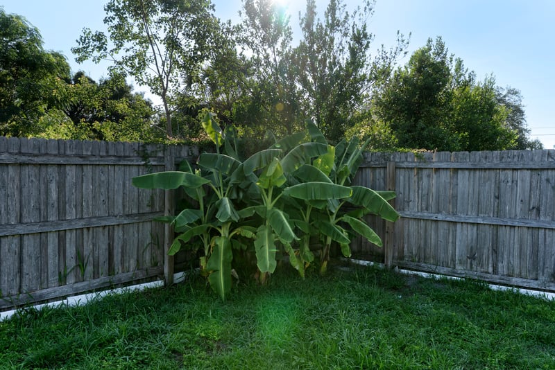 Backyard corner with wood fence and plants at 442 Ameca Ave, Orange Park, FL 32073