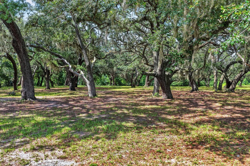 Oak trees and open lawn in a community common area in Whisper Creek