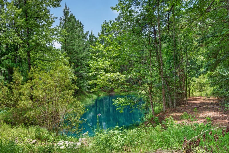Ground-level view of a wooded pond in Middleburg, FL