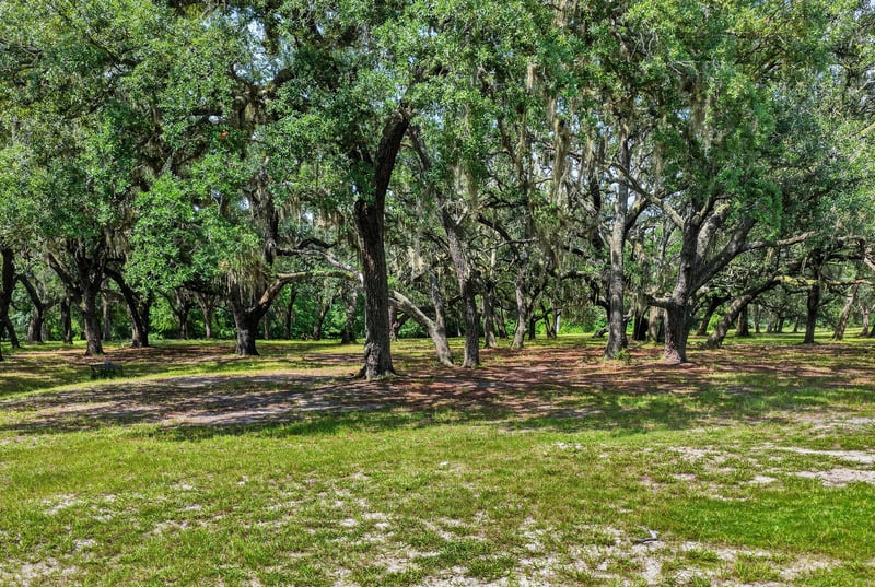 Open field shaded by oak trees in Whisper Creek